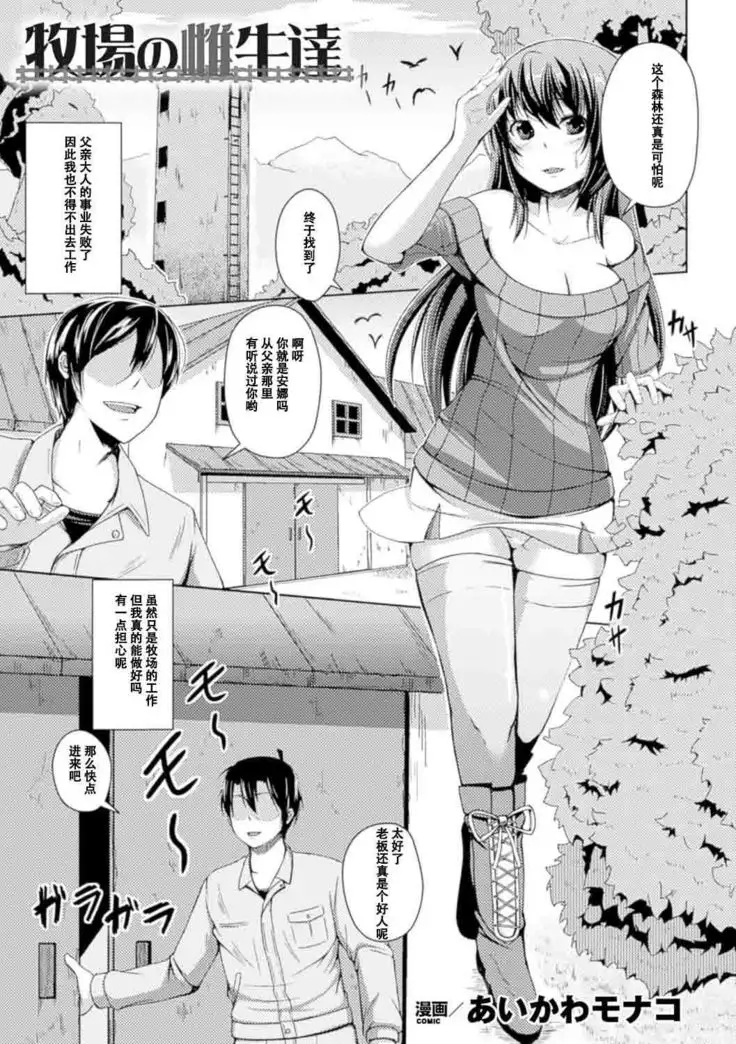 牧場の雌牛達